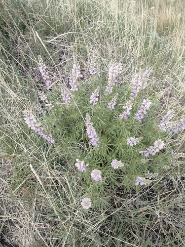 Lupinus arbustus, photograph 5
