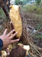 Castor canadensis mexicanus