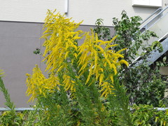Solidago altissima