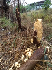 Castor canadensis mexicanus