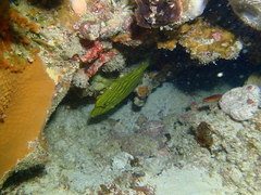 Eubalichthys mosaicus