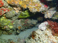 Eubalichthys mosaicus