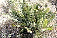 Dioon angustifolium