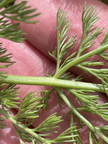 Lomatium grayi, photograph 6