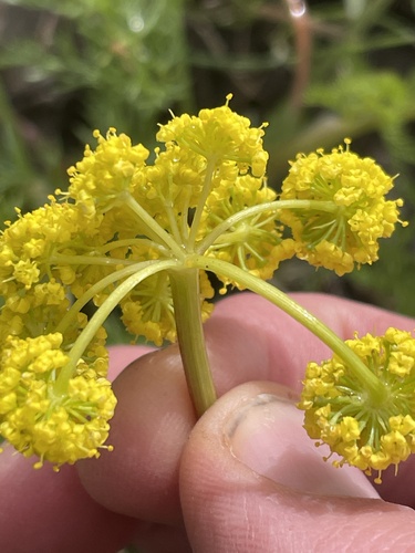 Lomatium grayi, photograph 5
