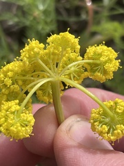Lomatium grayi, photograph (c) crothfels, some rights reserved (CC BY)