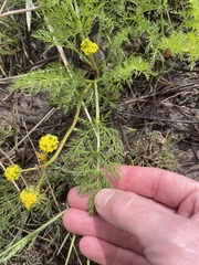 Lomatium grayi, photograph (c) crothfels, some rights reserved (CC BY)