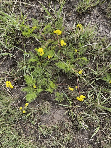 Lomatium grayi, photograph 3