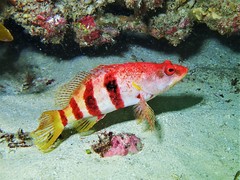 Banded Seaperch photo 5