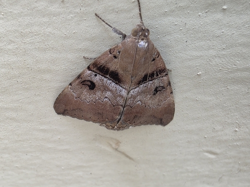 Lienard's Achaea