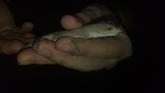 Anolis scypheus