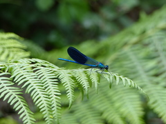 Calopteryx xanthostoma