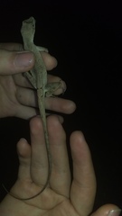 Anolis scypheus