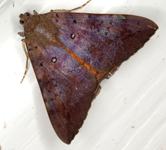 Oxyodes tricolor