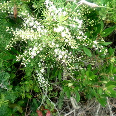 Asparagus densiflorus
