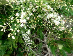 Asparagus densiflorus