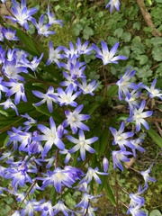Scilla luciliae