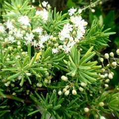 Asparagus densiflorus