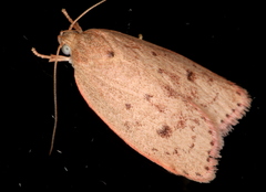 Prionocris protoxantha