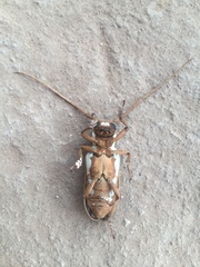 Prosopocera lactator