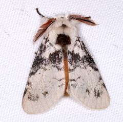 Iropoca rotundata