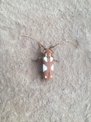 Prosopocera lactator