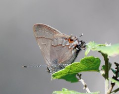 Electrostrymon guzanta