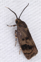 Pycnocera