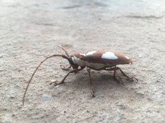 Prosopocera lactator