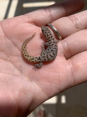 Sphaerodactylus sputator