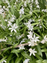 Scilla mischtschenkoana