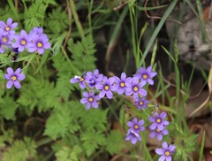 Sisyrinchium pruinosum