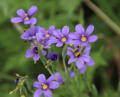 Sisyrinchium pruinosum