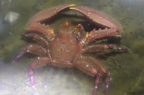 Petrolisthes coccineus observed 2026-04-11