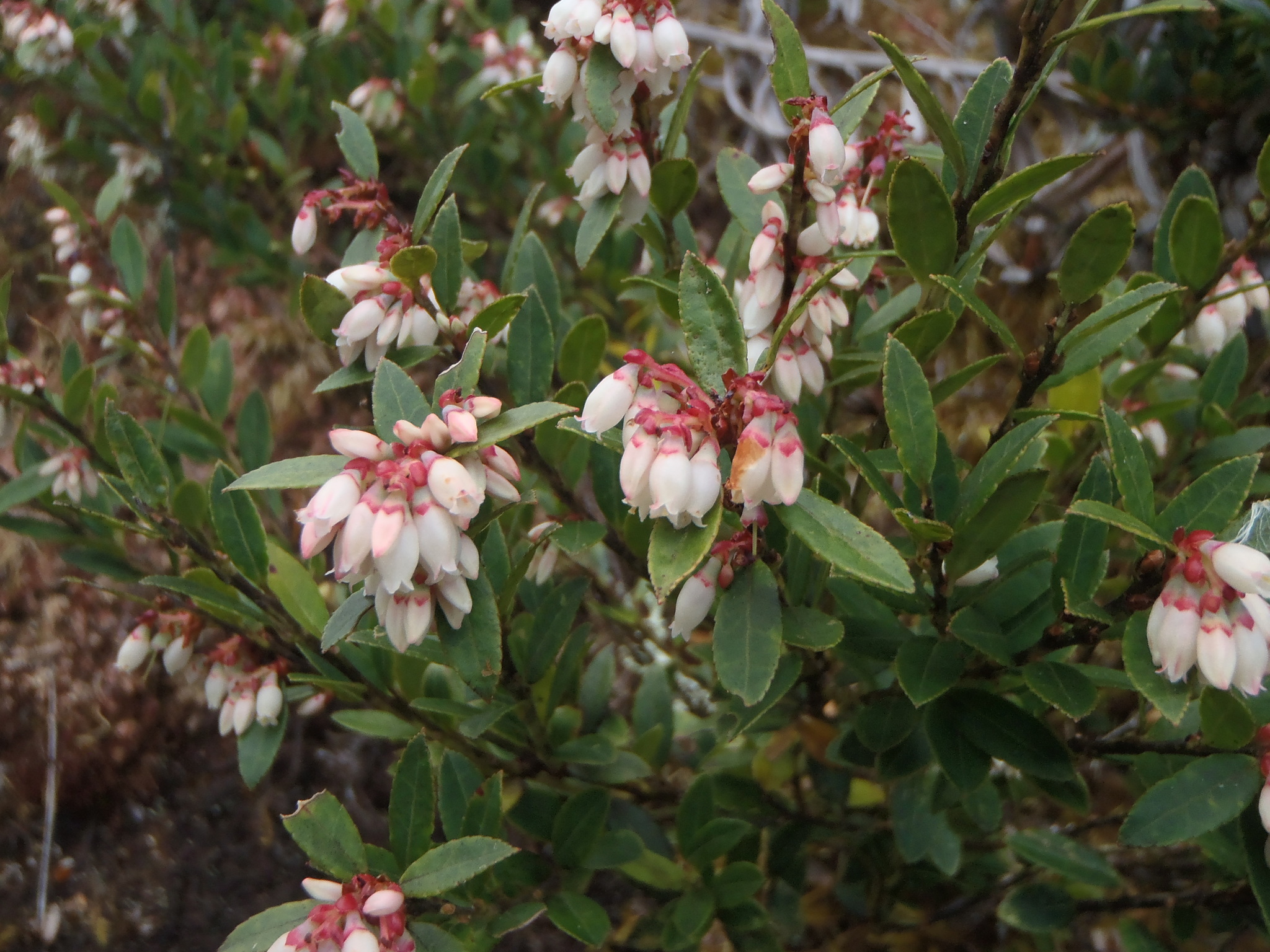 Vaccinium consanguineum Klotzsch