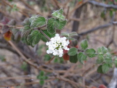 Lantana hirta