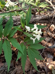 Cardamine heptaphylla