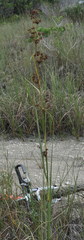 Cladium mariscus jamaicense
