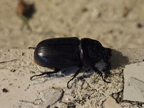 Oryctes rhinoceros
