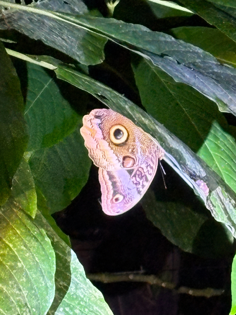 Louis Rimmer Banded Owl-Butterfly from Aguirre on April 12, 2026 at 07:09 PM by ...