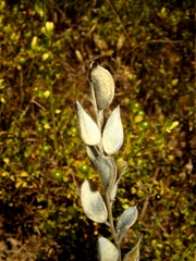 Fibigia eriocarpa