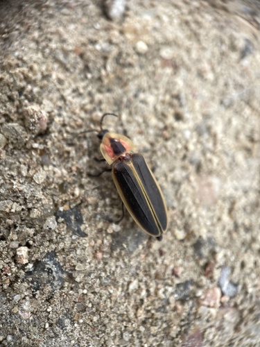 Texas Hooker Firefly photo 2