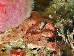 Enneapterygius larsonae