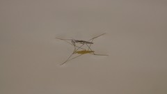 Aquarius conformis