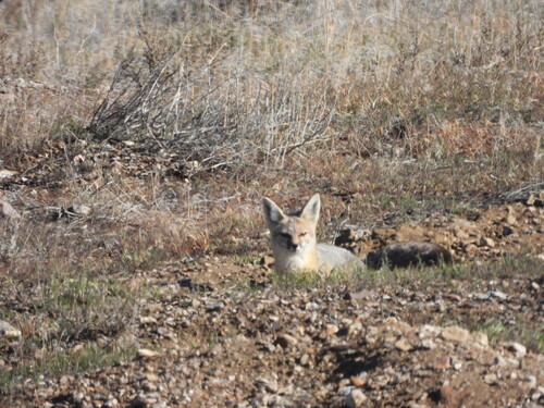 Kit Fox observed by clundblad
