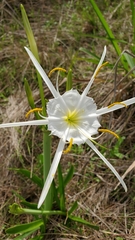 Hymenocallis liriosme