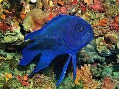 Blue Devilfish photo 4