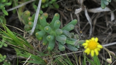 Crassothonna cacalioides