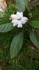 Ruellia tubiflora