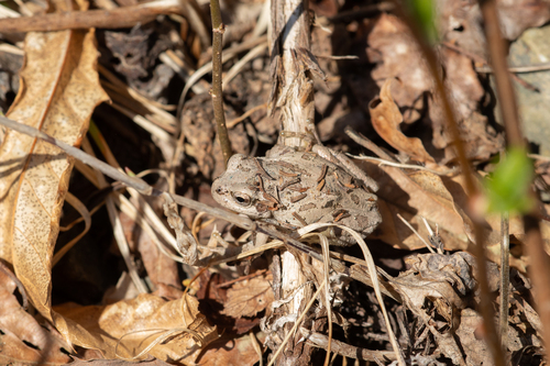 Eastern Japanese Tree Frog